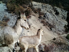In order to support the protection of wildlife in Jiangpo Village in Deqin County of Yunnan Province in China, PCD help to install infrared cameras in the forests to capture activities of animals, so as to arouse villagers’ affection towards wildlife. A photograph of a beautiful bharal is taken by an infrared camera in daylight.